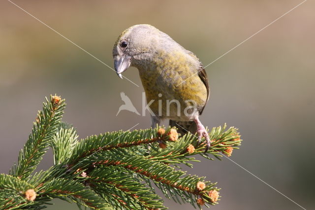 Red Crossbill (Loxia curvirostra)
