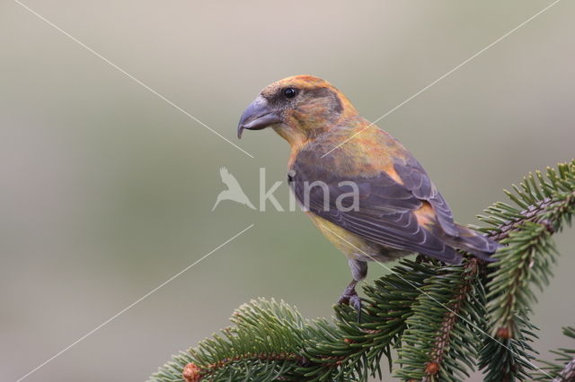 Red Crossbill (Loxia curvirostra)