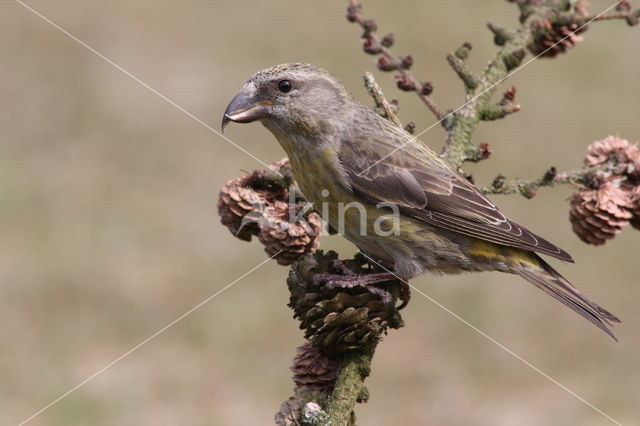 Red Crossbill (Loxia curvirostra)