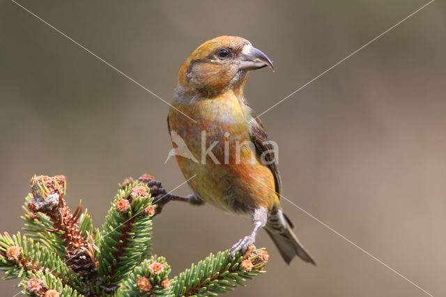 Red Crossbill (Loxia curvirostra)