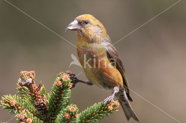 Red Crossbill (Loxia curvirostra)