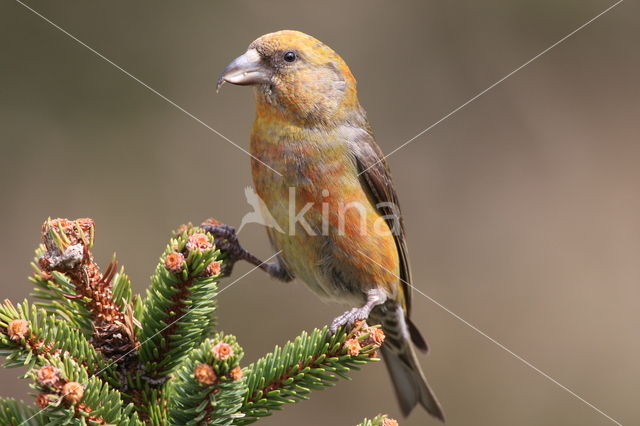 Red Crossbill (Loxia curvirostra)