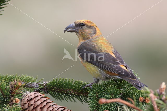 Red Crossbill (Loxia curvirostra)