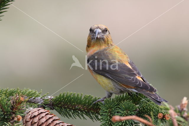 Red Crossbill (Loxia curvirostra)