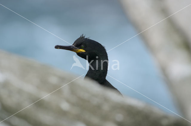 Kuifaalscholver (Phalacrocorax aristotelis)