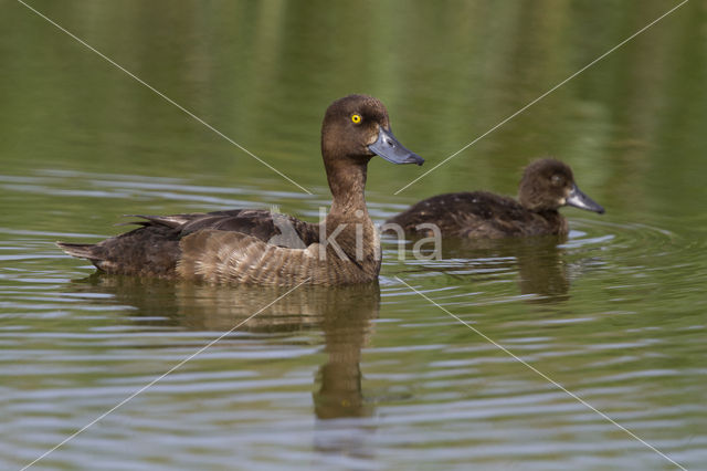 Tufted Duck (Aythya fuligula)