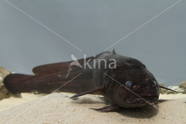 Burbot (Lota lota)