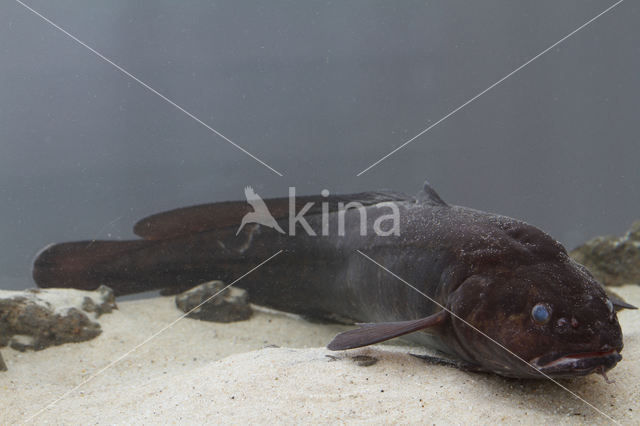 Burbot (Lota lota)