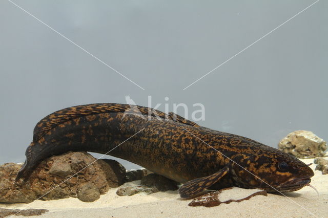 Burbot (Lota lota)