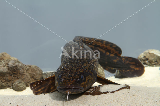 Burbot (Lota lota)