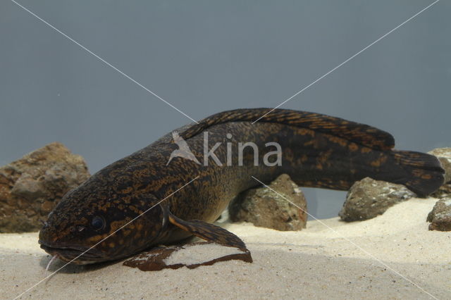 Burbot (Lota lota)