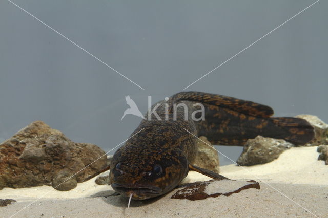 Burbot (Lota lota)