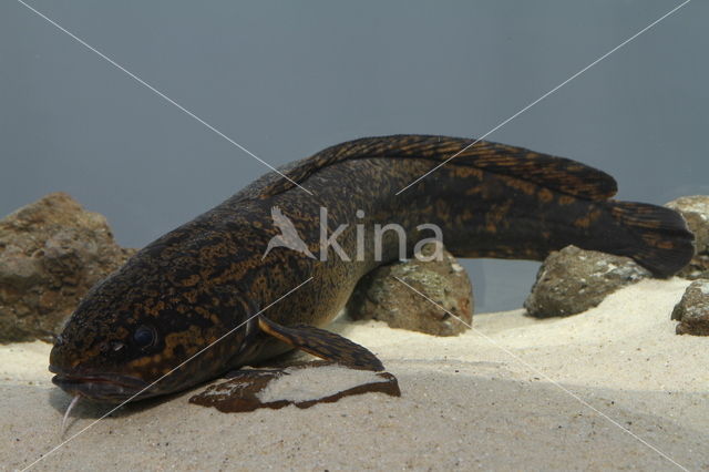 Burbot (Lota lota)