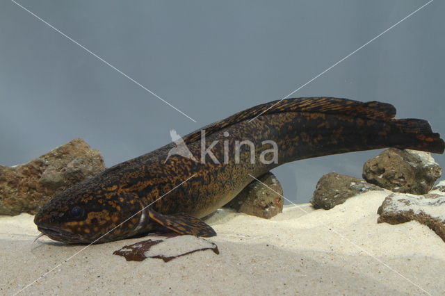 Burbot (Lota lota)