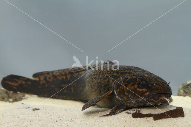 Burbot (Lota lota)