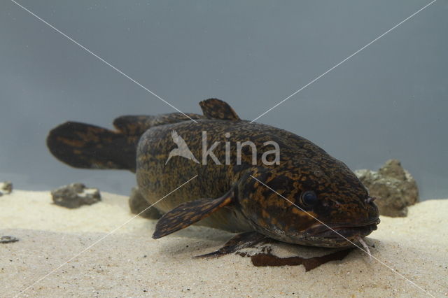 Burbot (Lota lota)