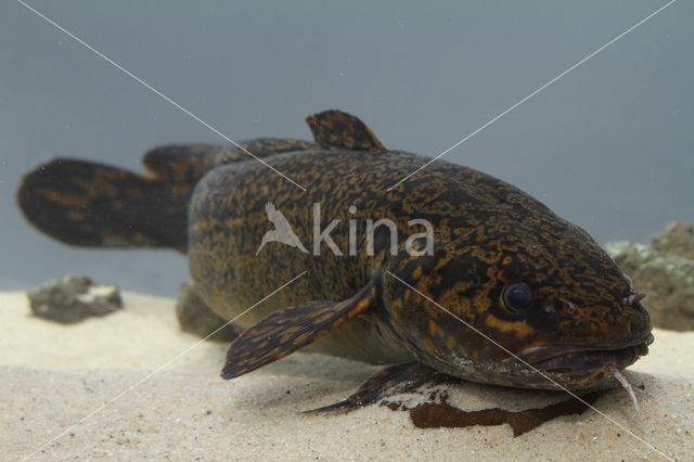 Burbot (Lota lota)