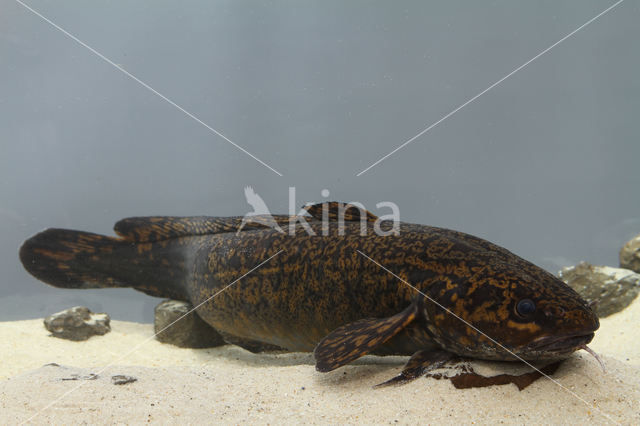 Burbot (Lota lota)