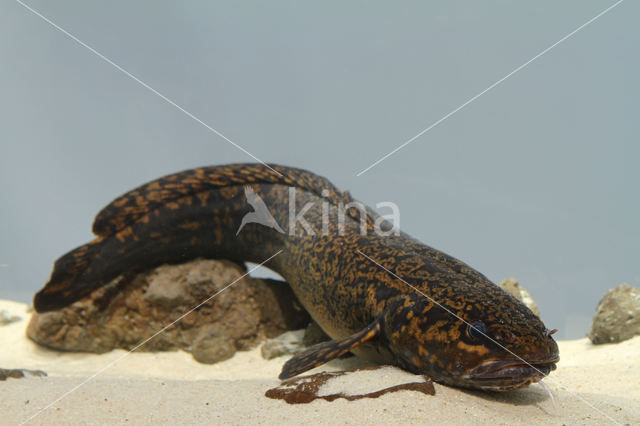 Burbot (Lota lota)