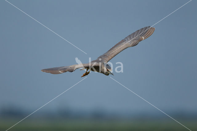 Night Heron (Nycticorax nycticorax)