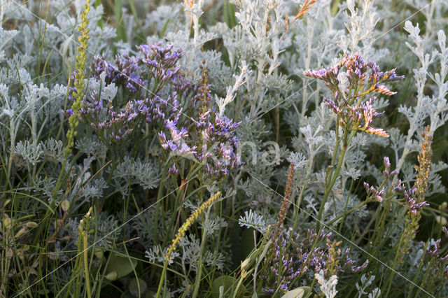 Common Sea Lavender (Limonium vulgare)