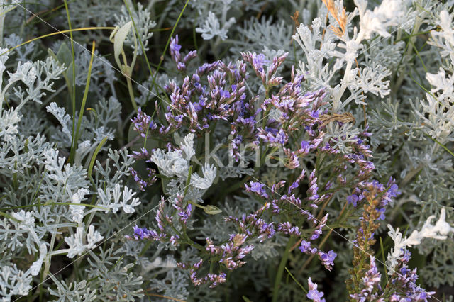 Common Sea Lavender (Limonium vulgare)