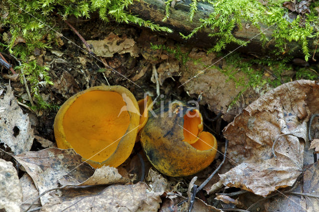 Lentebekerzwam (Caloscypha fulgens)