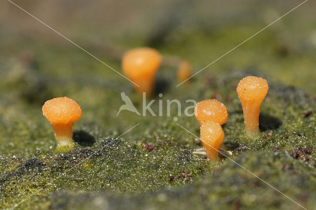 Clavulinopsis vernalis