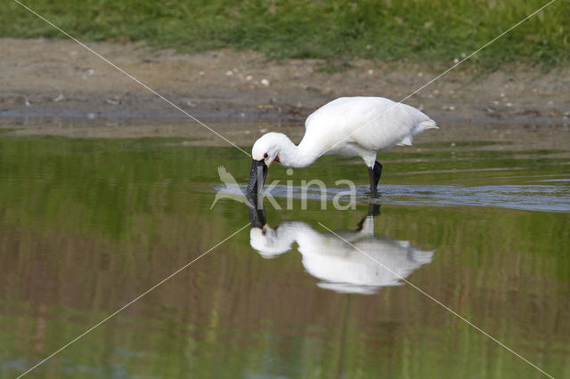 Eurasian Spoonbill (Platalea leucorodia)