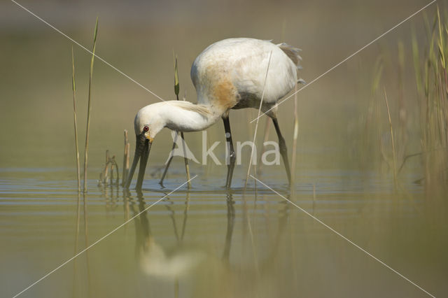 Eurasian Spoonbill (Platalea leucorodia)