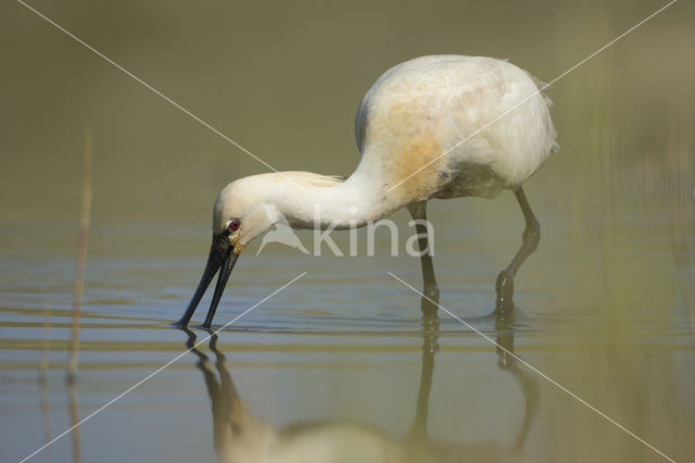 Lepelaar (Platalea leucorodia)