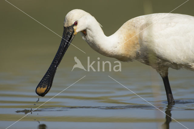 Lepelaar (Platalea leucorodia)