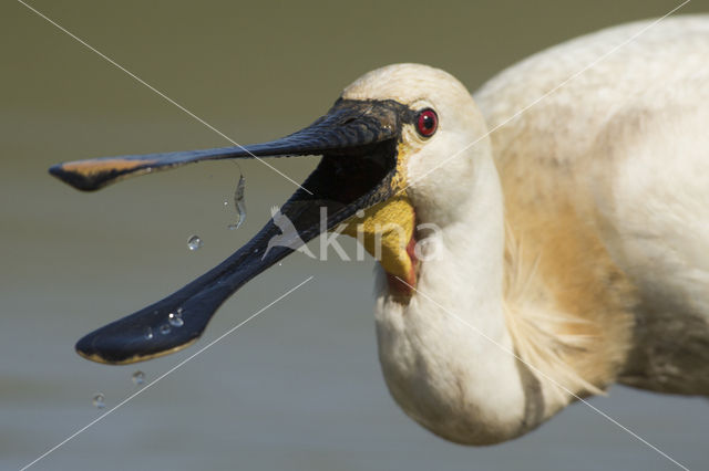 Lepelaar (Platalea leucorodia)