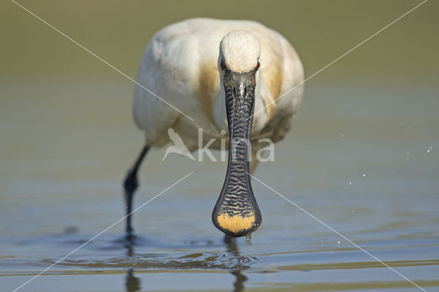 Eurasian Spoonbill (Platalea leucorodia)