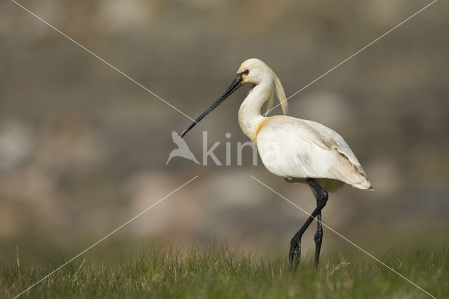 Lepelaar (Platalea leucorodia)