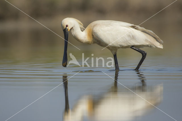 Eurasian Spoonbill (Platalea leucorodia)