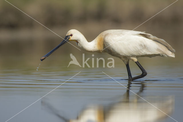 Lepelaar (Platalea leucorodia)