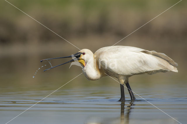 Eurasian Spoonbill (Platalea leucorodia)