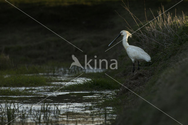 Eurasian Spoonbill (Platalea leucorodia)