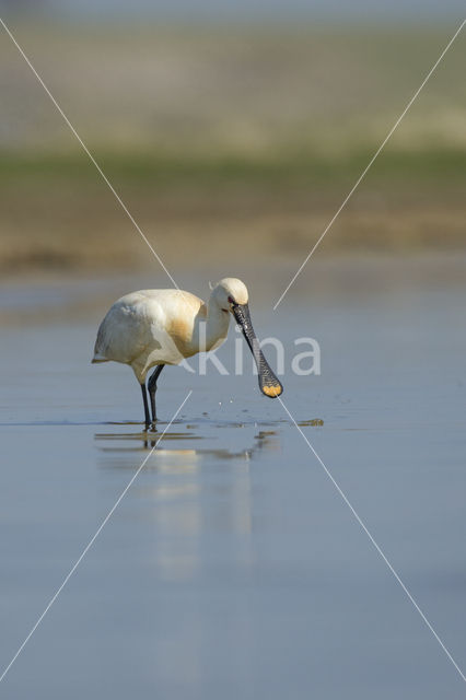 Eurasian Spoonbill (Platalea leucorodia)