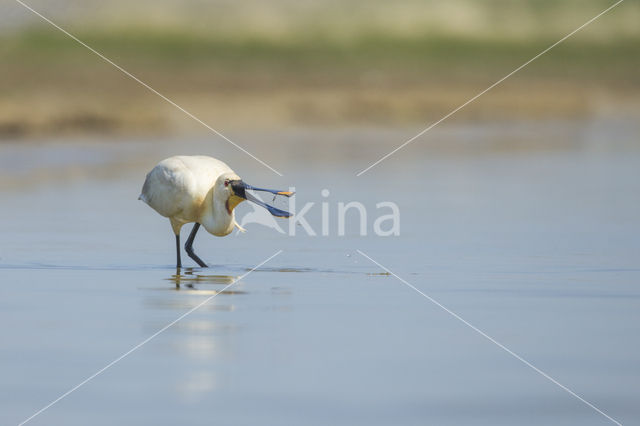 Eurasian Spoonbill (Platalea leucorodia)