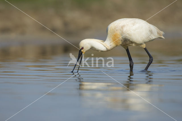 Eurasian Spoonbill (Platalea leucorodia)