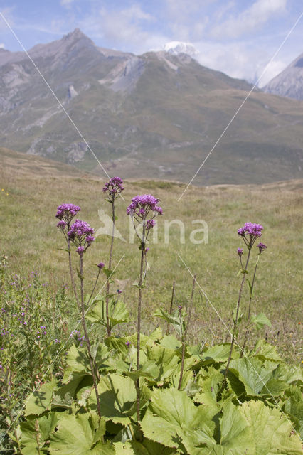 Alpine Adenostyles (Adenostyles glabra)