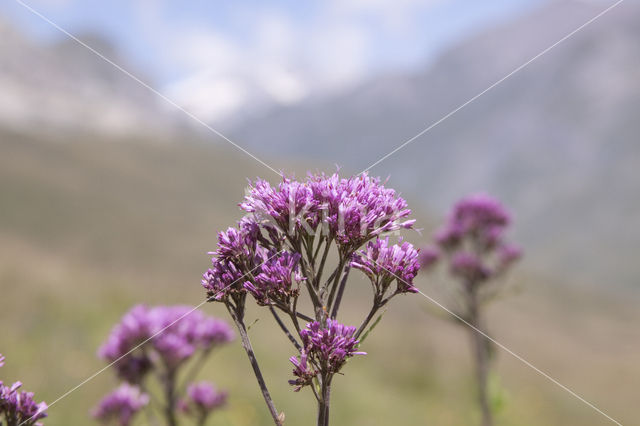 Alpine Adenostyles (Adenostyles glabra)