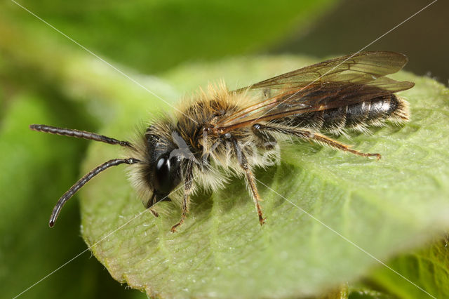 Lichte wilgenzandbij (Andrena mitis)