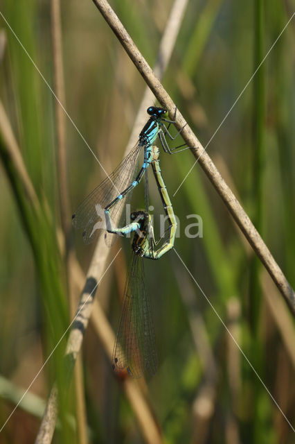 Irish Damselfly (Coenagrion lunulatum)