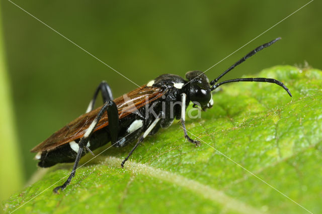 Macrophya duodecimpunctata