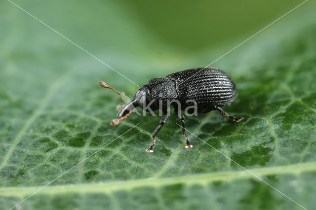 Magdalis flavicornis