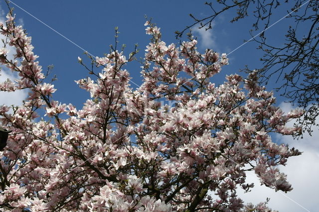 Magnolia spec.