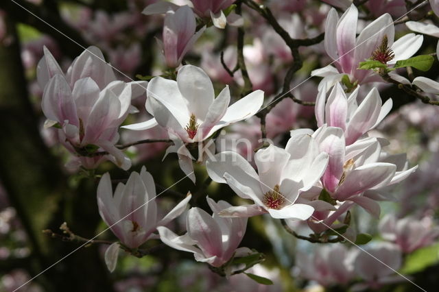 Magnolia spec.